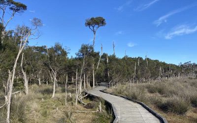 The Five Best Runs on Phillip Island